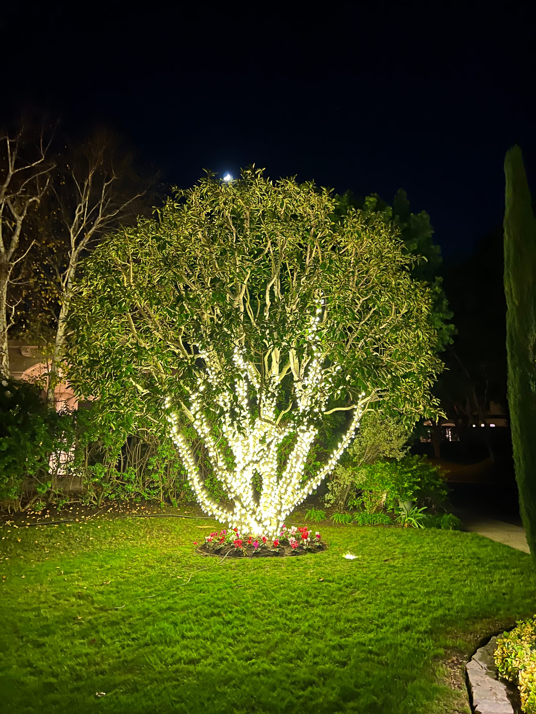 Tree wrapped with professional warm white holiday lights